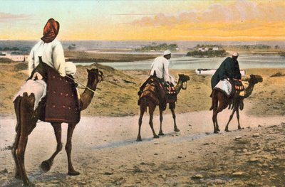Chameaux, Afrique du Nord - European Photographer